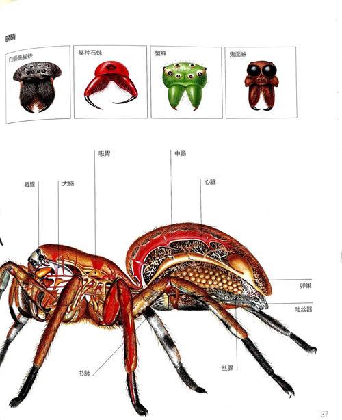 深入探讨磁力搜索引擎蜘蛛的工作原理与应用
